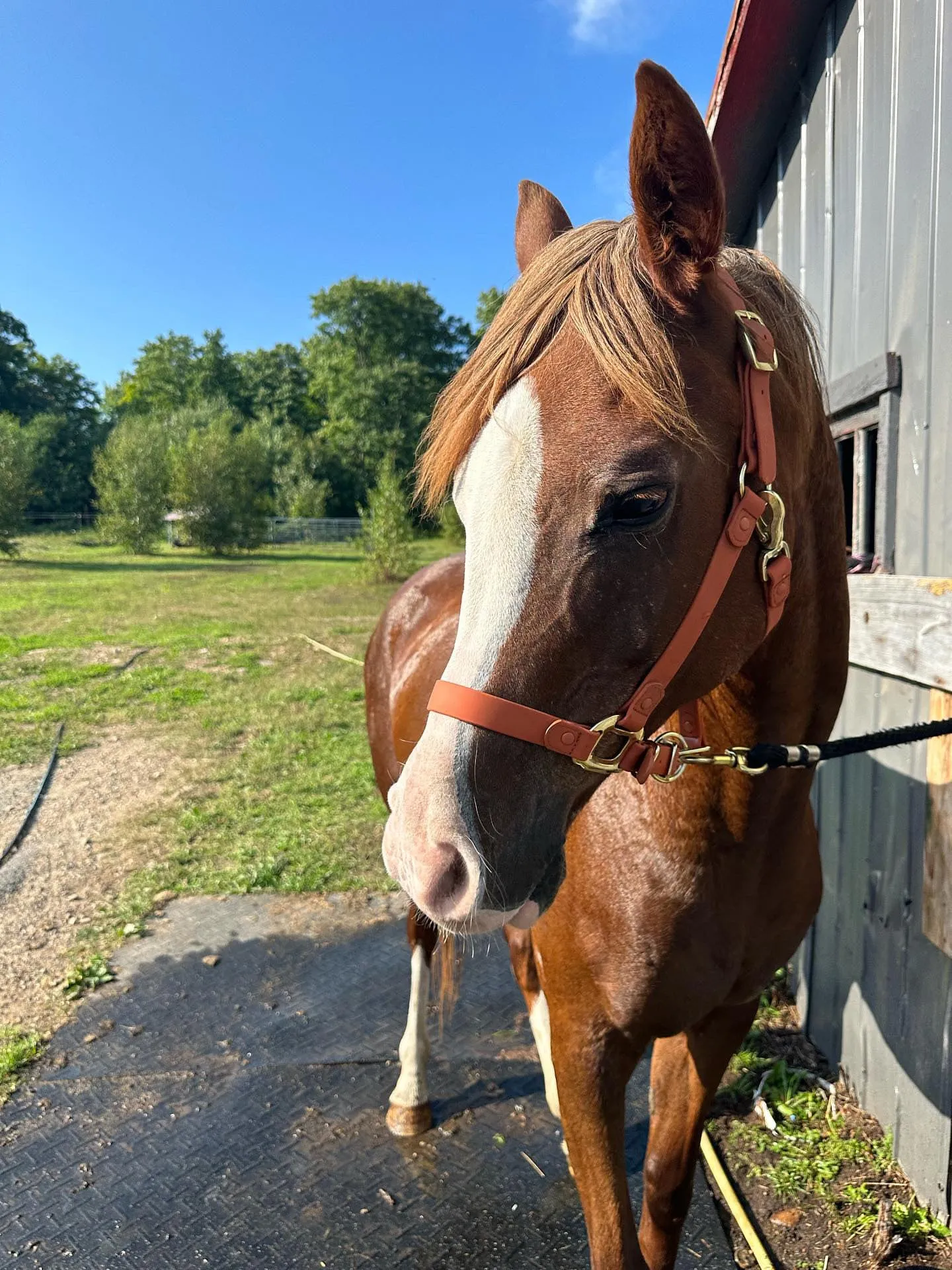 iCavalos Horse Halter Brown